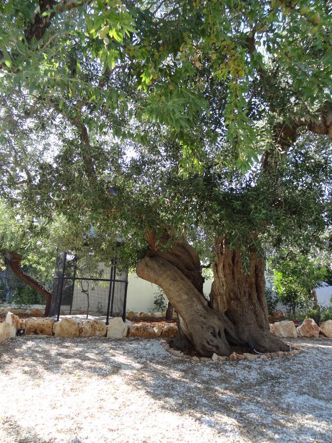 Bed and Breakfast L'Antico Casolare Castellana Grotte Exterior foto
